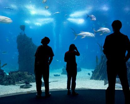 Lisbon Oceanarium